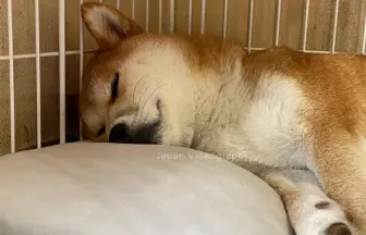 脱獄から帰ってきて眠っている柴犬