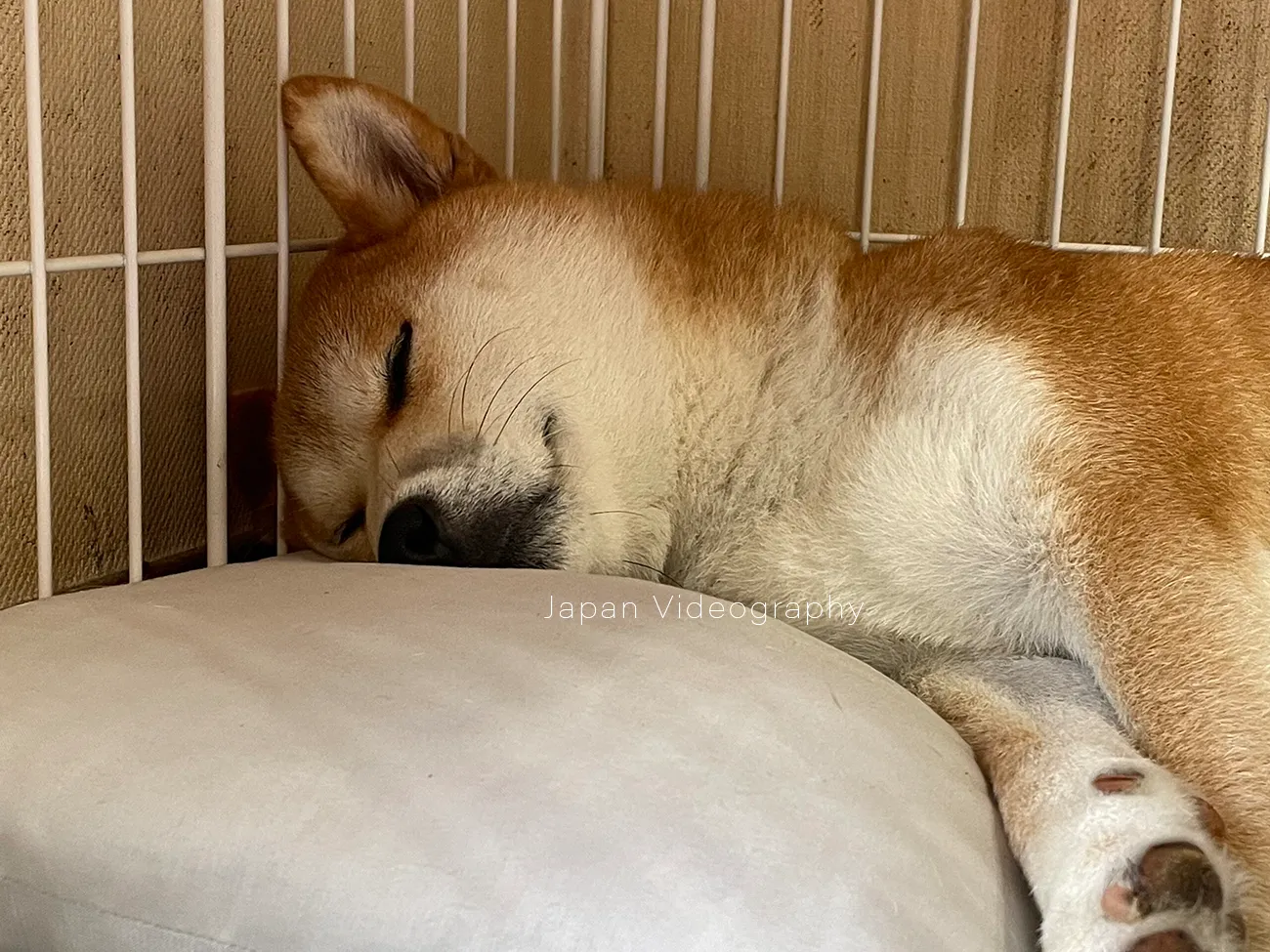 脱獄から帰ってきて眠っている柴犬