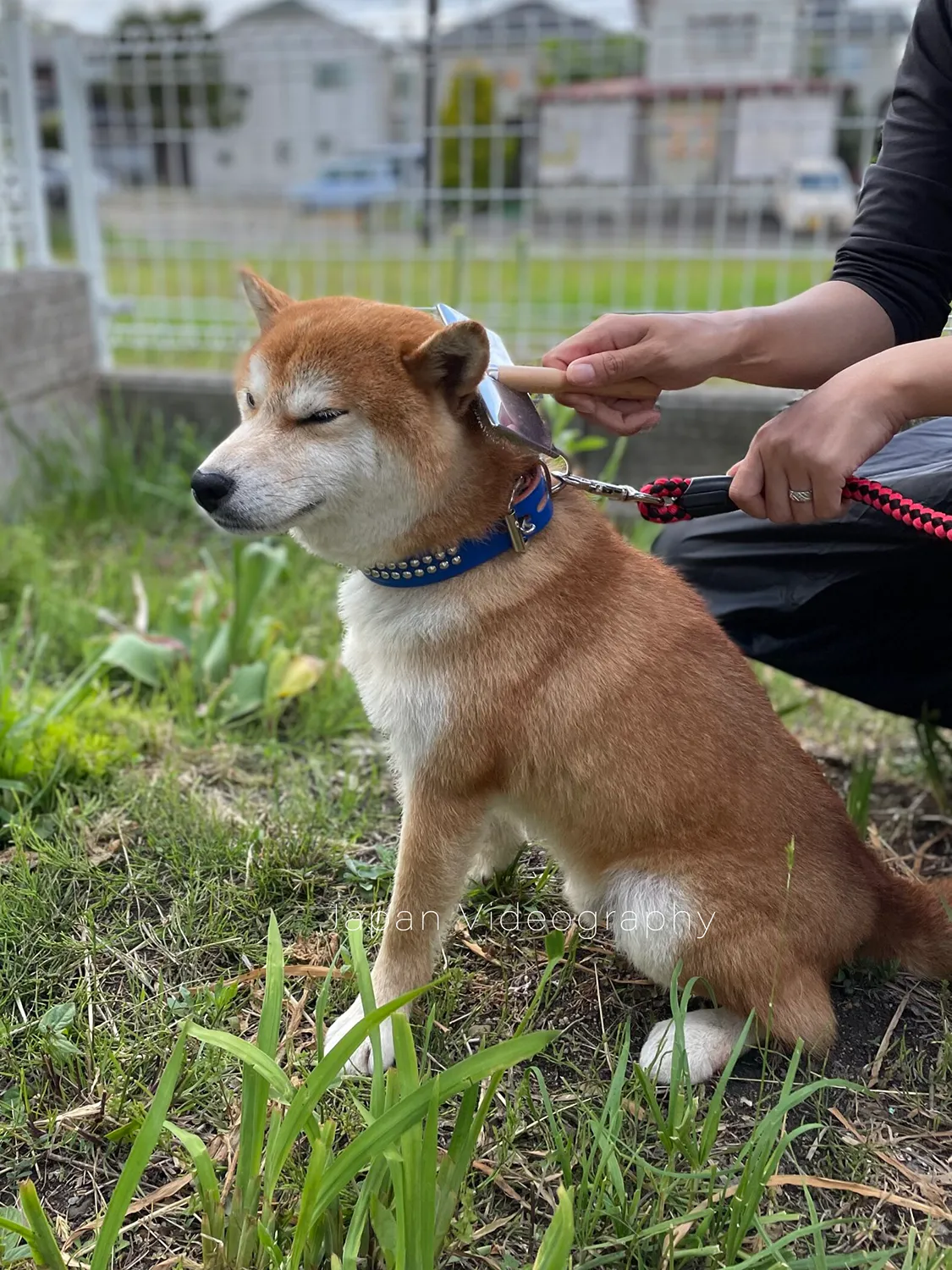 ブラッシングされて気持ちよさそうな柴犬