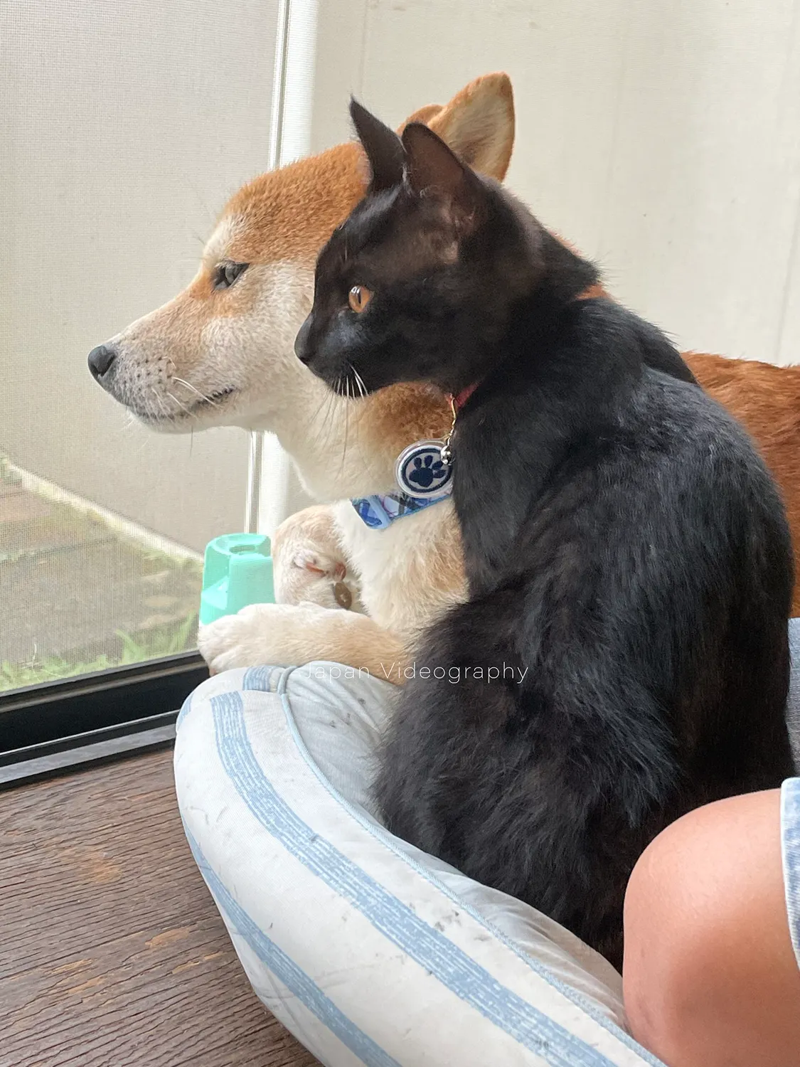 仲良く外を見つめている柴犬リュウノスケと黒猫めんめ