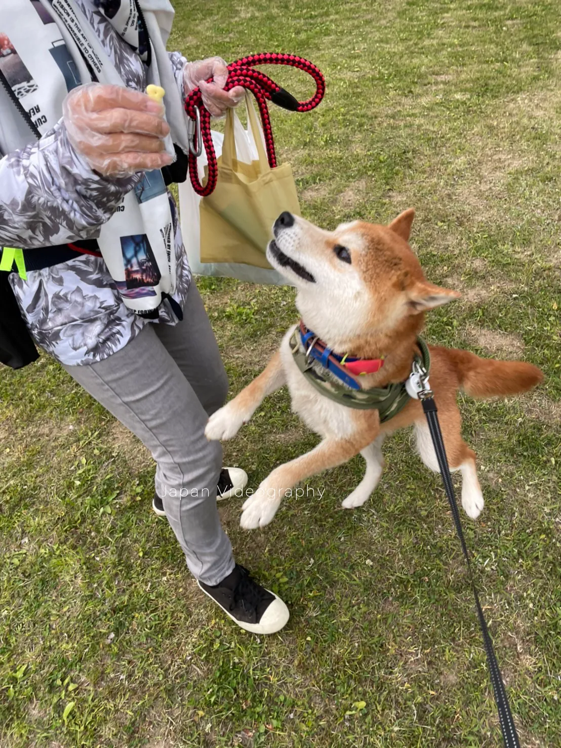 柴犬りゅうのすけのおやつタイム