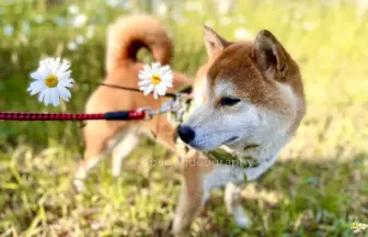 お花と柴犬のりゅうのすけ