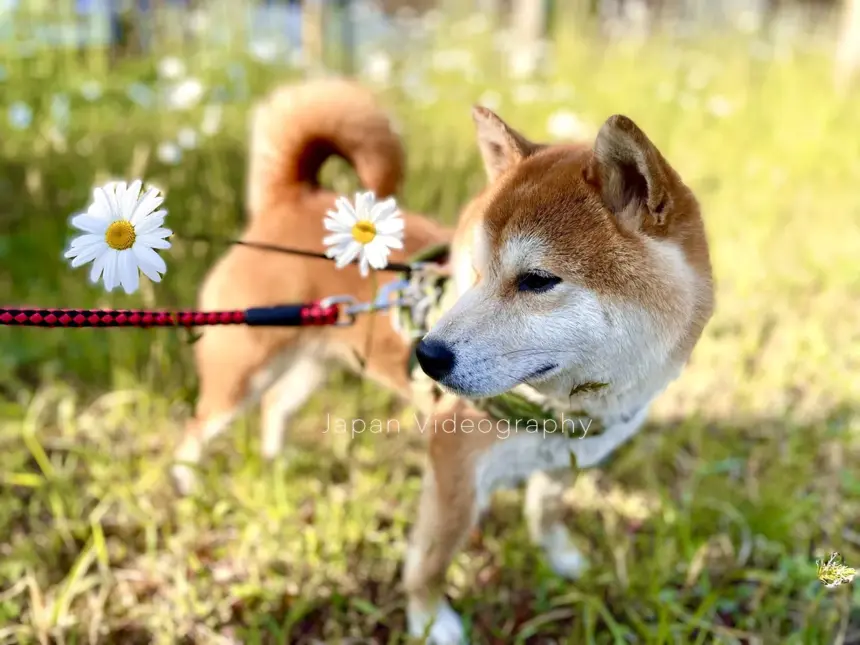 お花と柴犬のりゅうのすけ