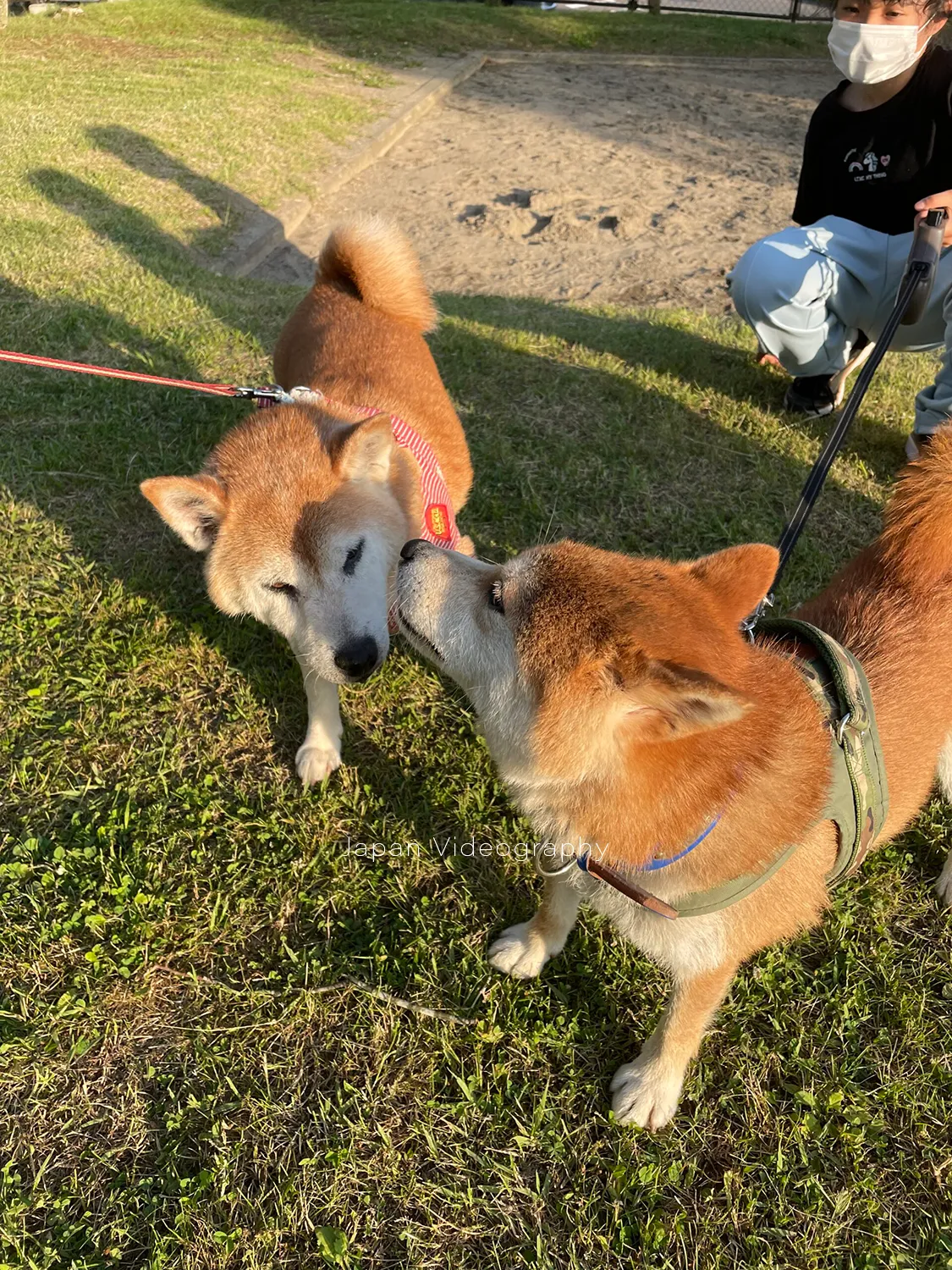 犬のお友達が出来た柴犬のリュウノスケ