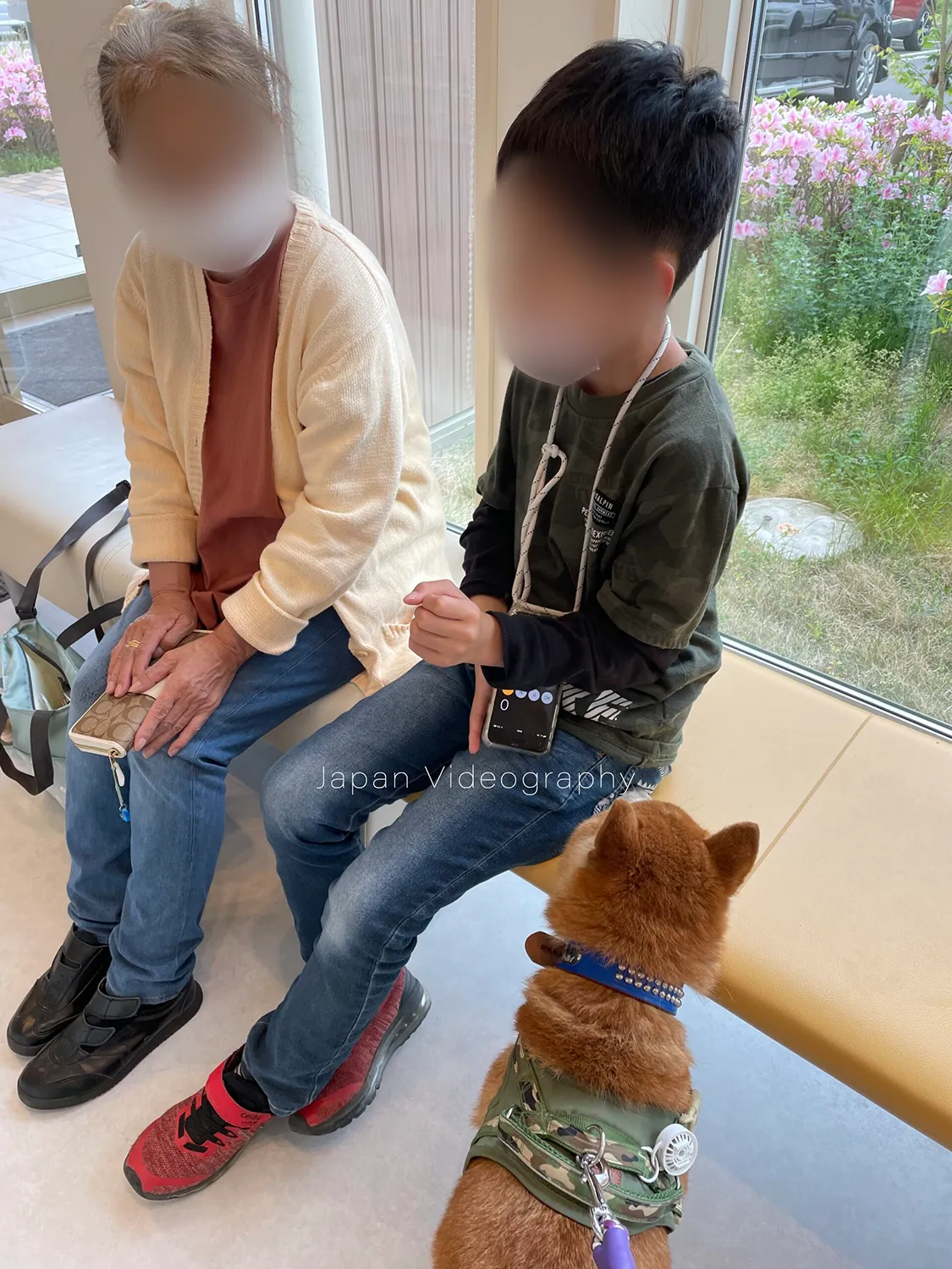 動物病院で助けを求める柴犬のリュウノスケ