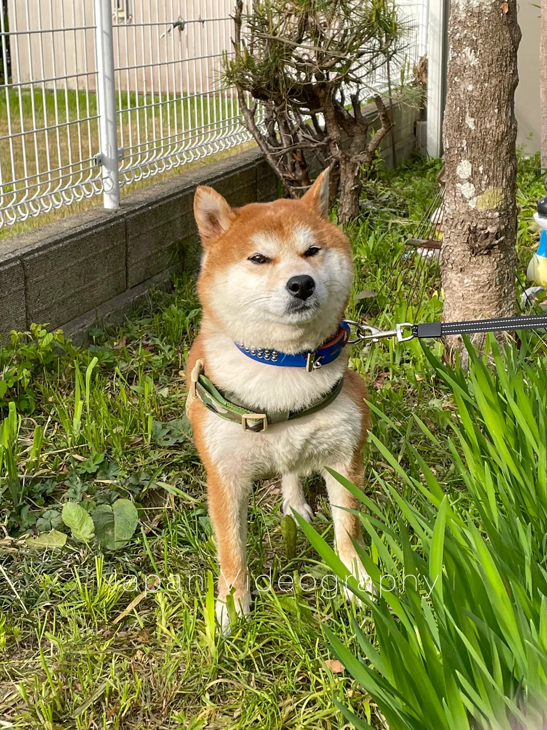 庭で遊ぶ柴犬のりゅうのすけ
