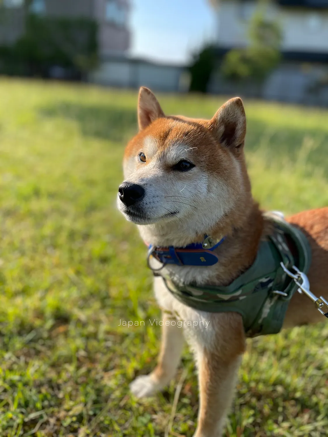 朝日を浴びる柴犬のりゅうのすけ