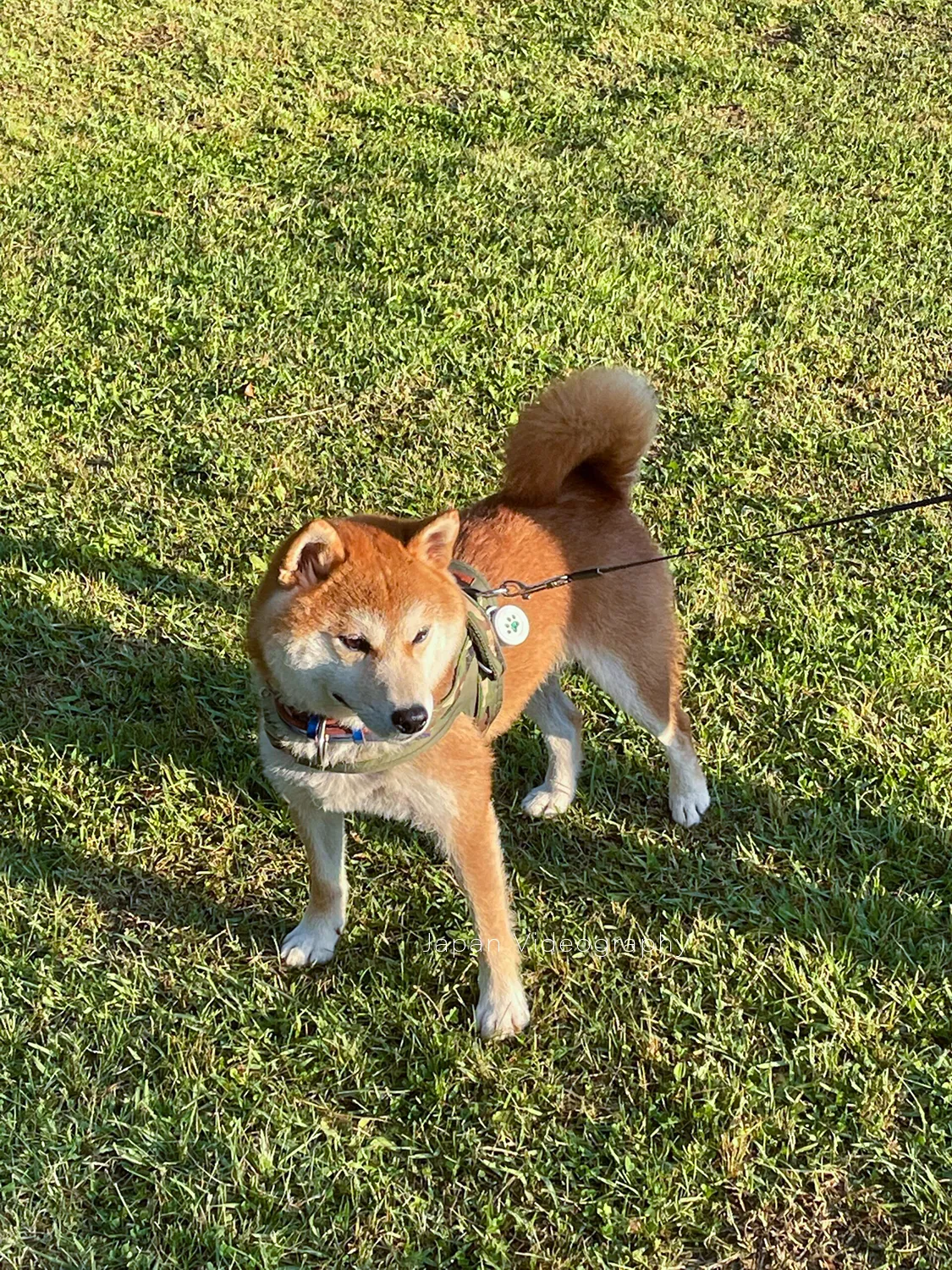 公園で散歩をしている柴犬のりゅうのすけ