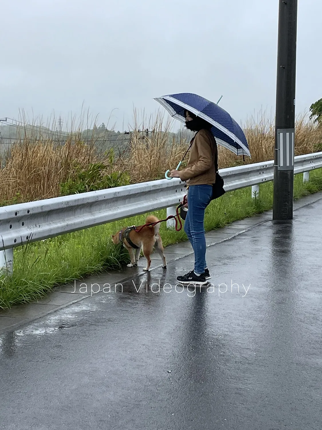 レインジャケットを脱いで散歩をする柴犬のりゅうのすけ