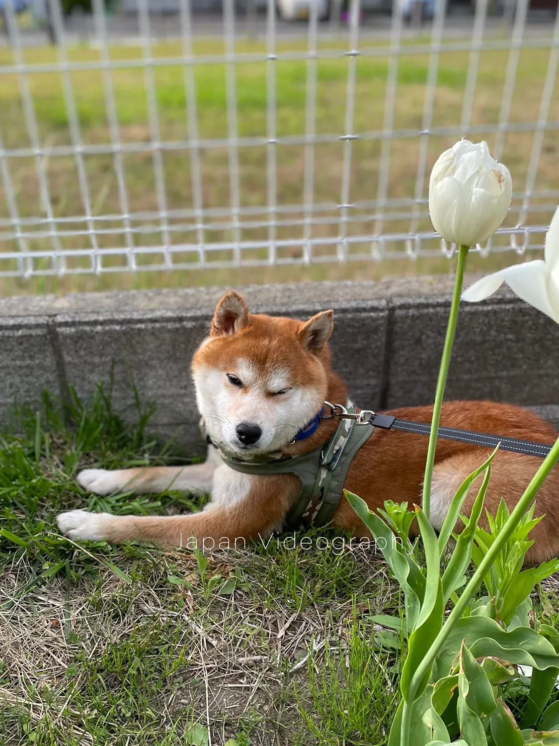 ブラッシングしたのに座ってしまう柴犬のりゅうのすけ
