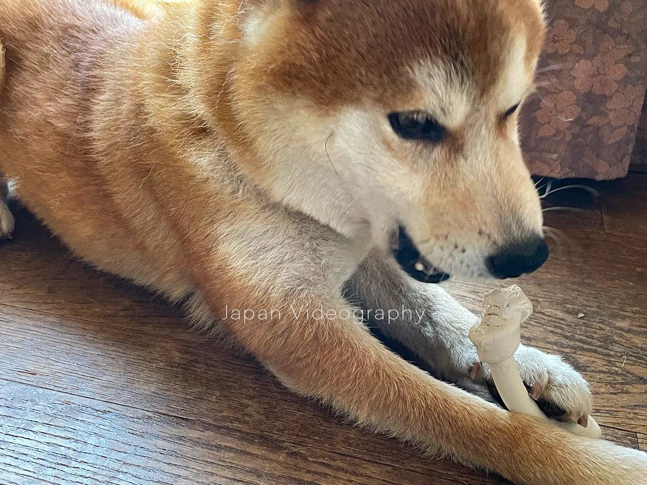 ほねっこを食べる柴犬のりゅうのすけ