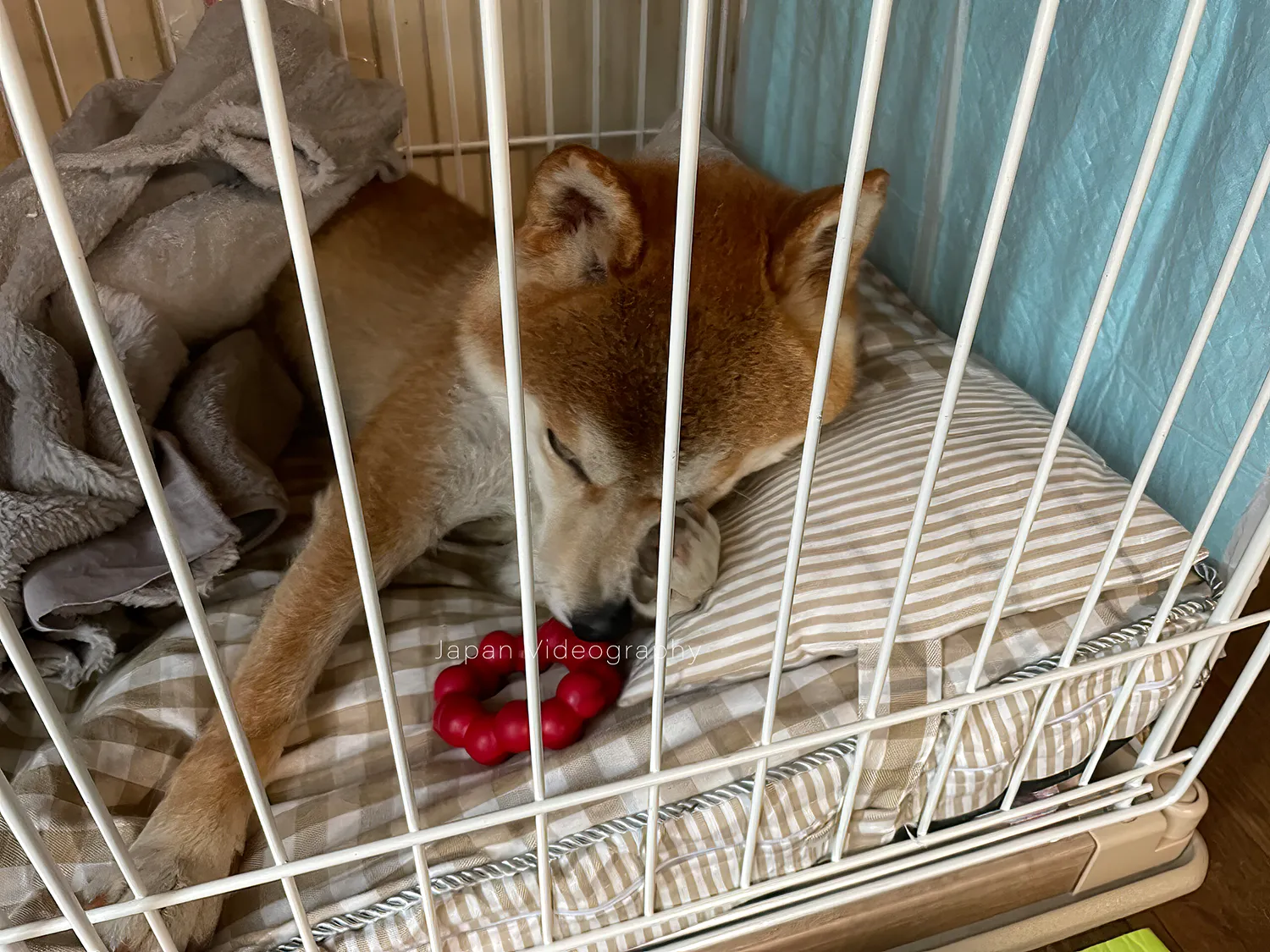 遊んだ後に眠くなった柴犬のリュウノスケ