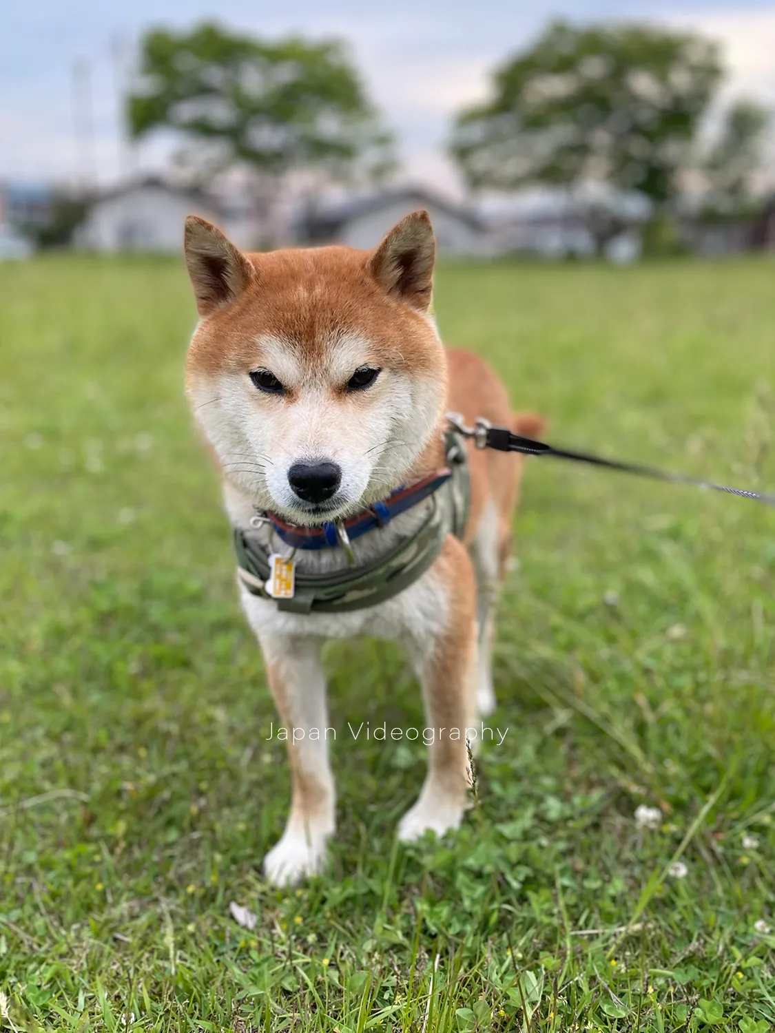 散歩中の柴犬りゅうのすけ