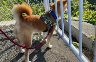 散歩途中の柴犬りゅうのすけ