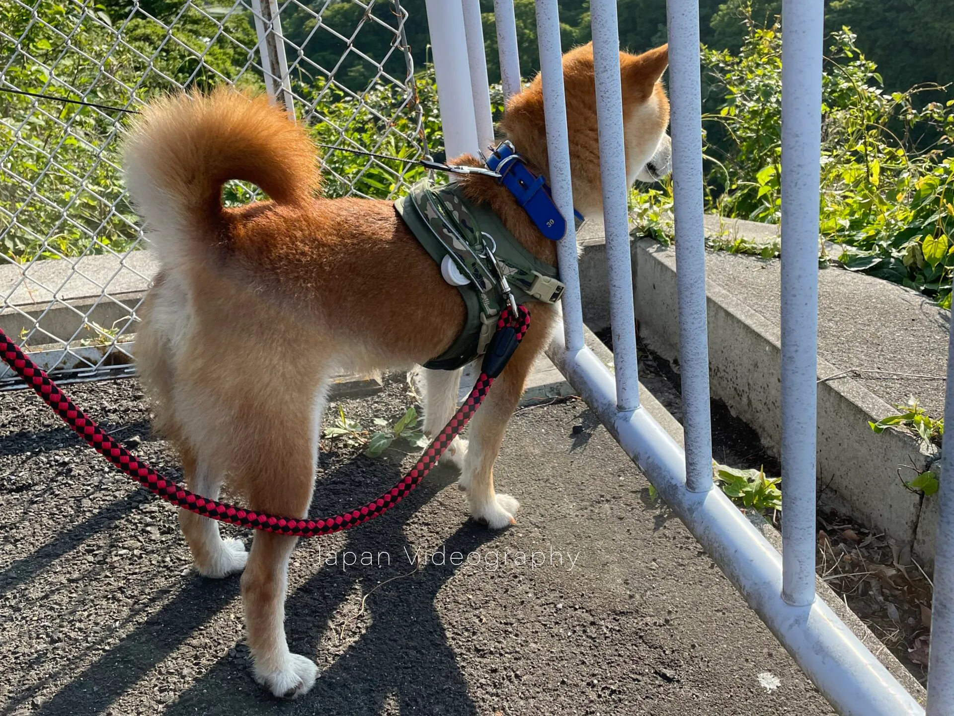散歩途中の柴犬りゅうのすけ