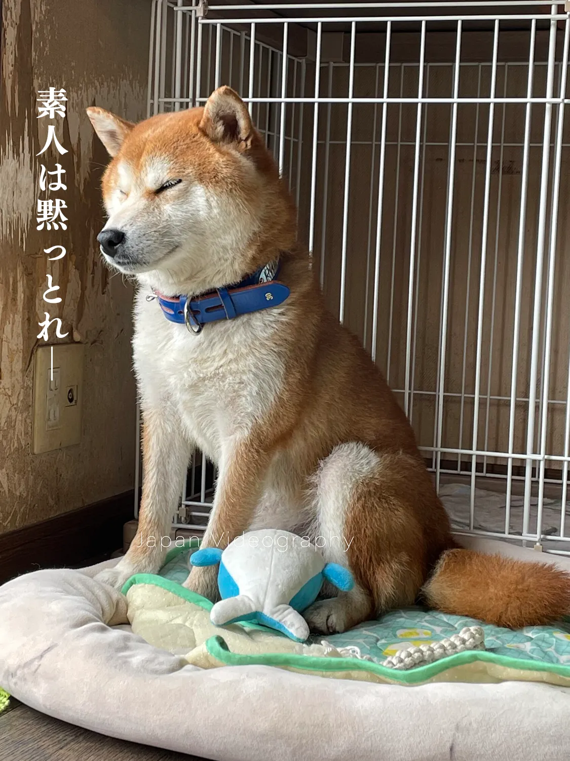 散歩が終わってうとうとしている柴犬のりゅうのすけ