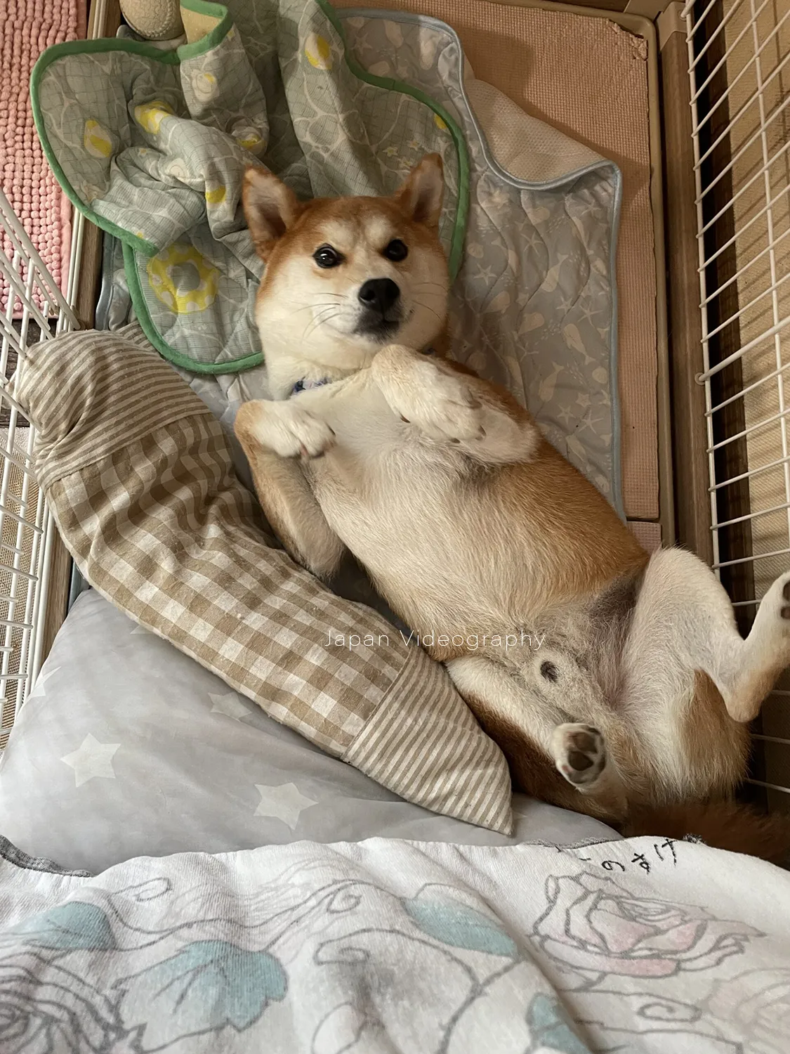 へそ天で寝ている柴犬のりゅうのすけ