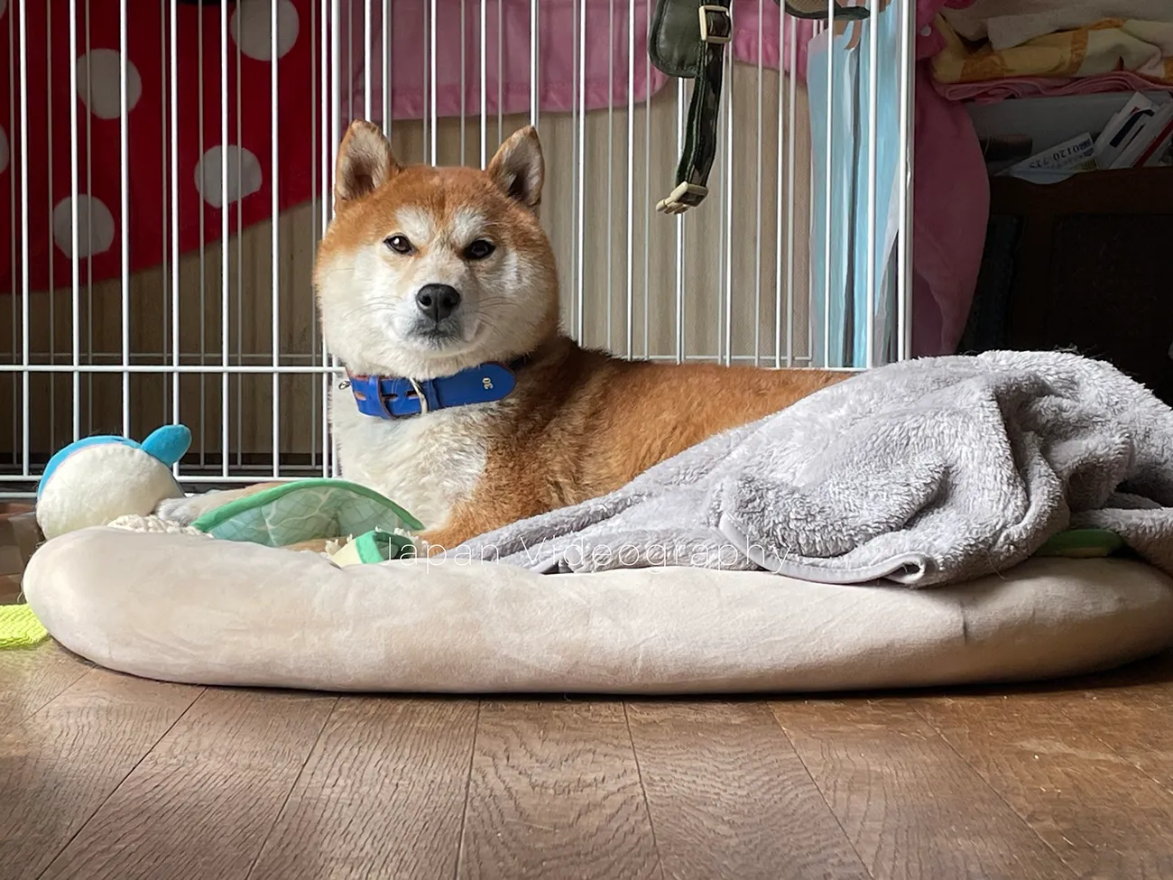 顔がむくむくになった柴犬のリュウノスケ