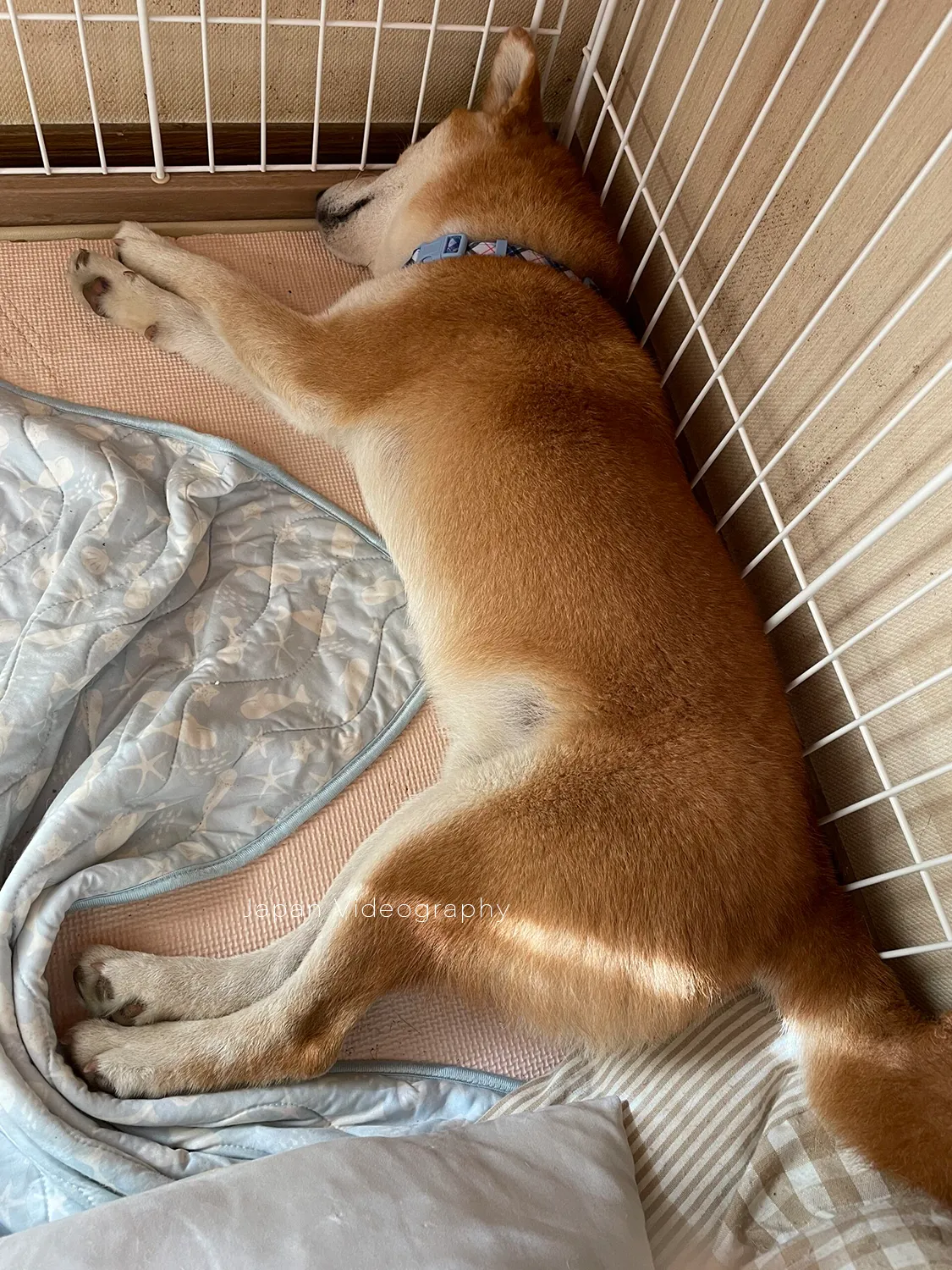 我が家に来て4か月後の柴犬りゅうのすけ