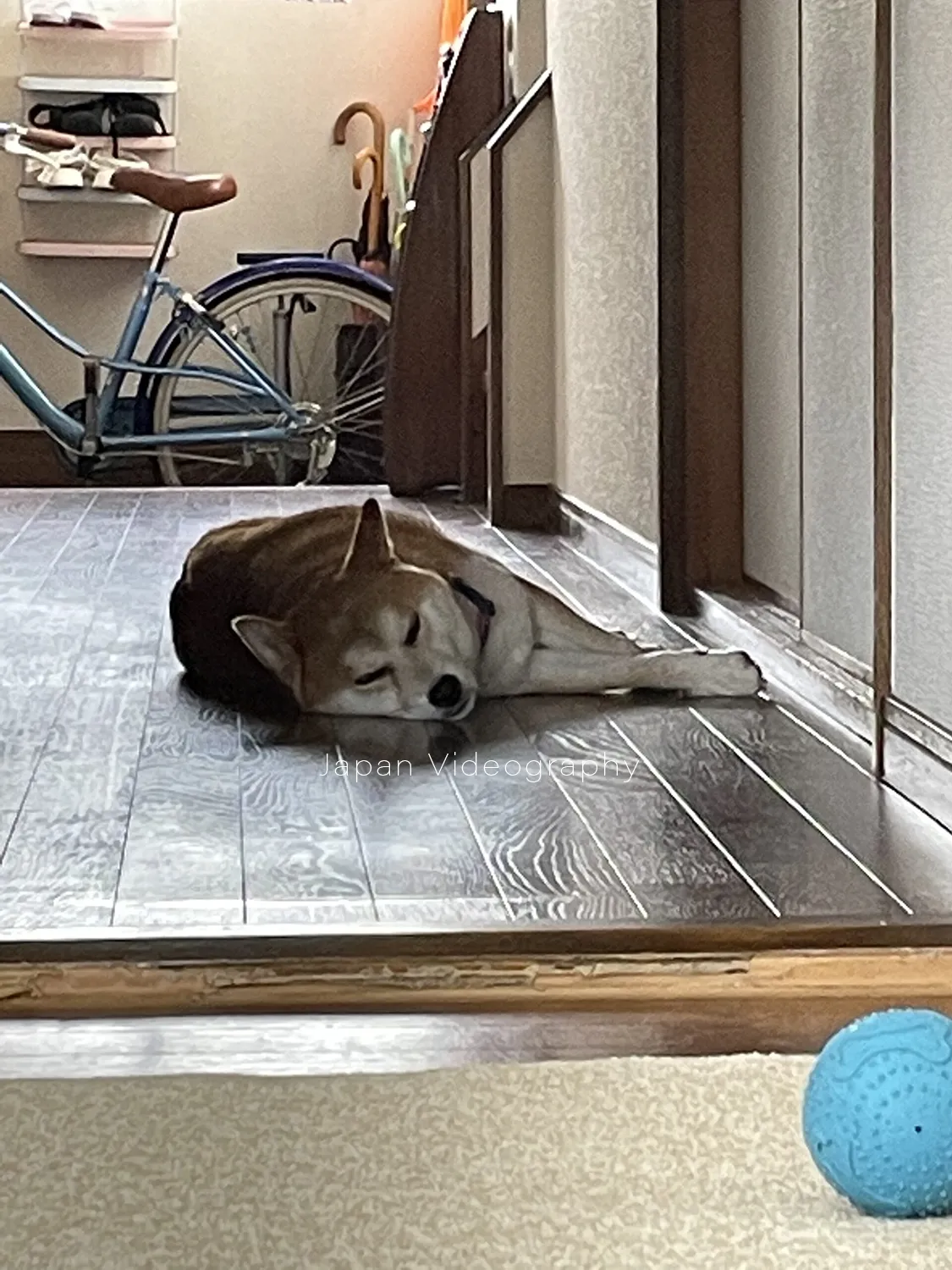 廊下で寝転がっている柴犬のりゅうのすけ