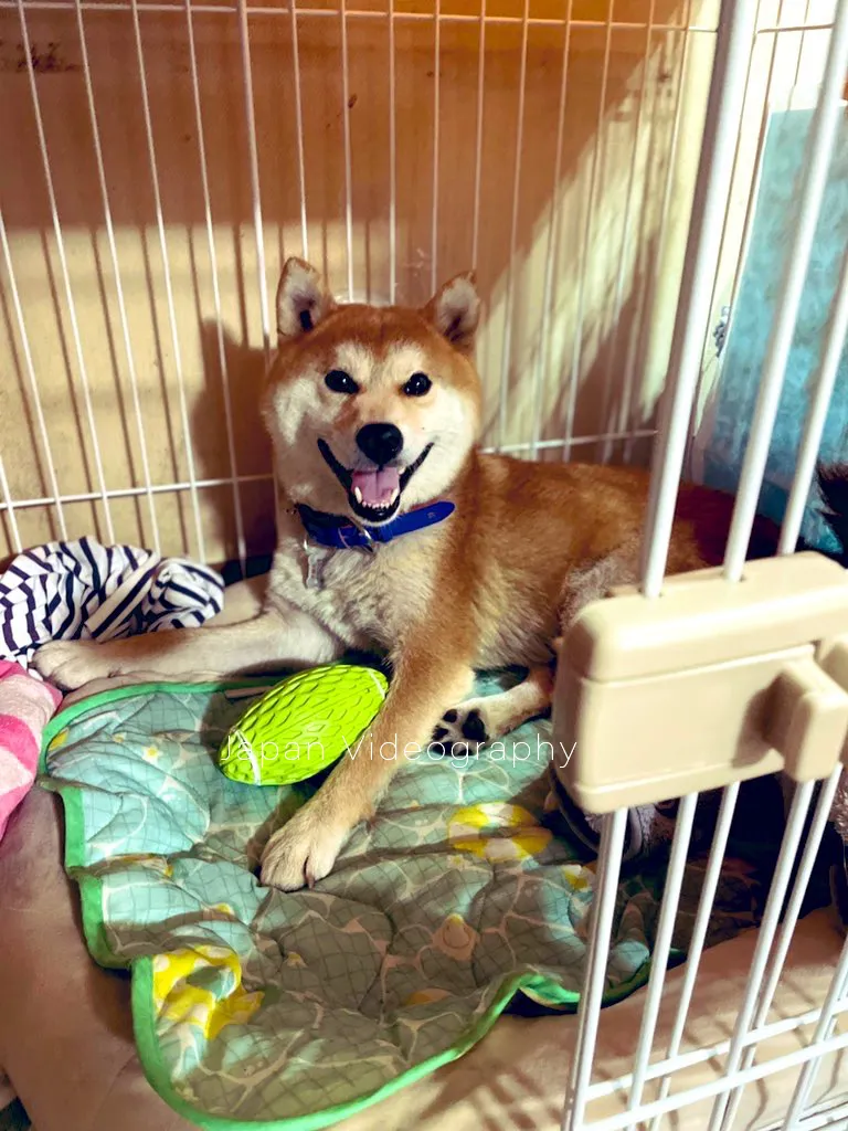 おもちゃのラグビーボールで遊ぶ柴犬のりゅうのすけ