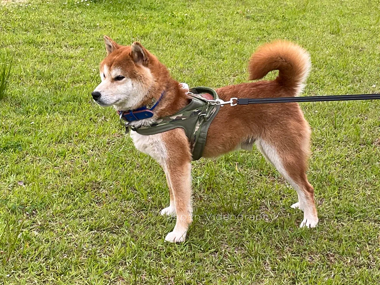 柴犬りゅうのすけの散歩姿