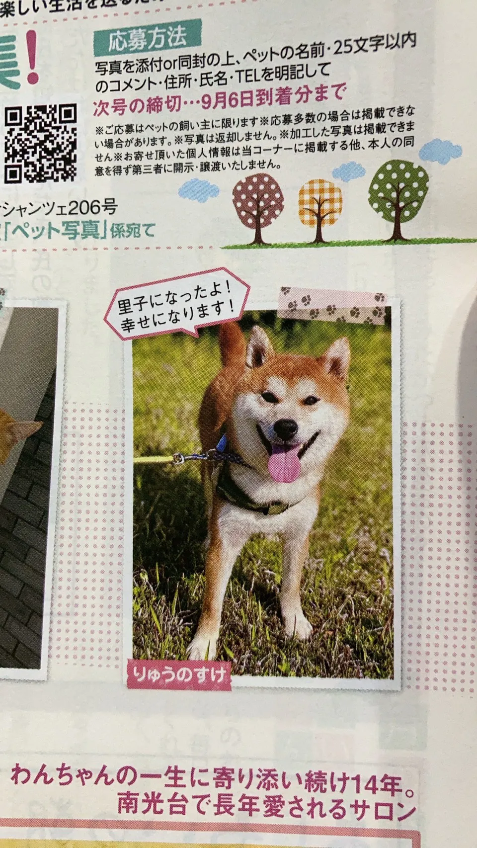 タウン誌に掲載された柴犬のりゅうのすけ