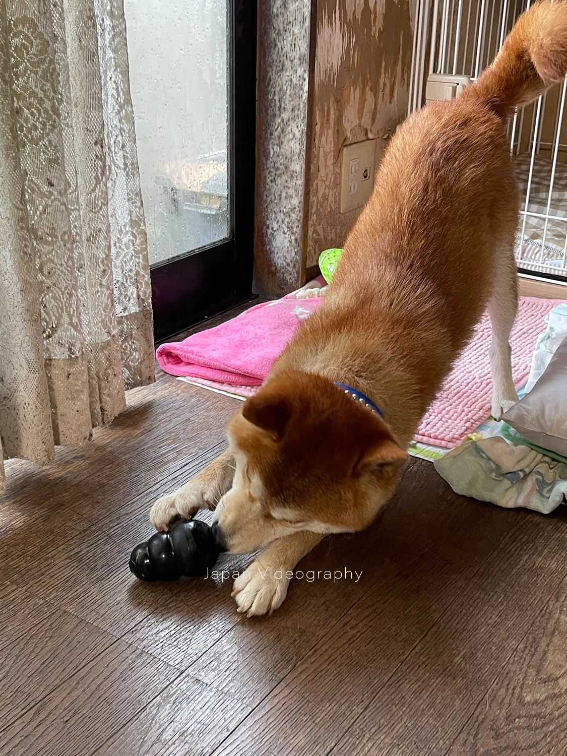 餌を入れて犬を遊ばせるおもちゃ