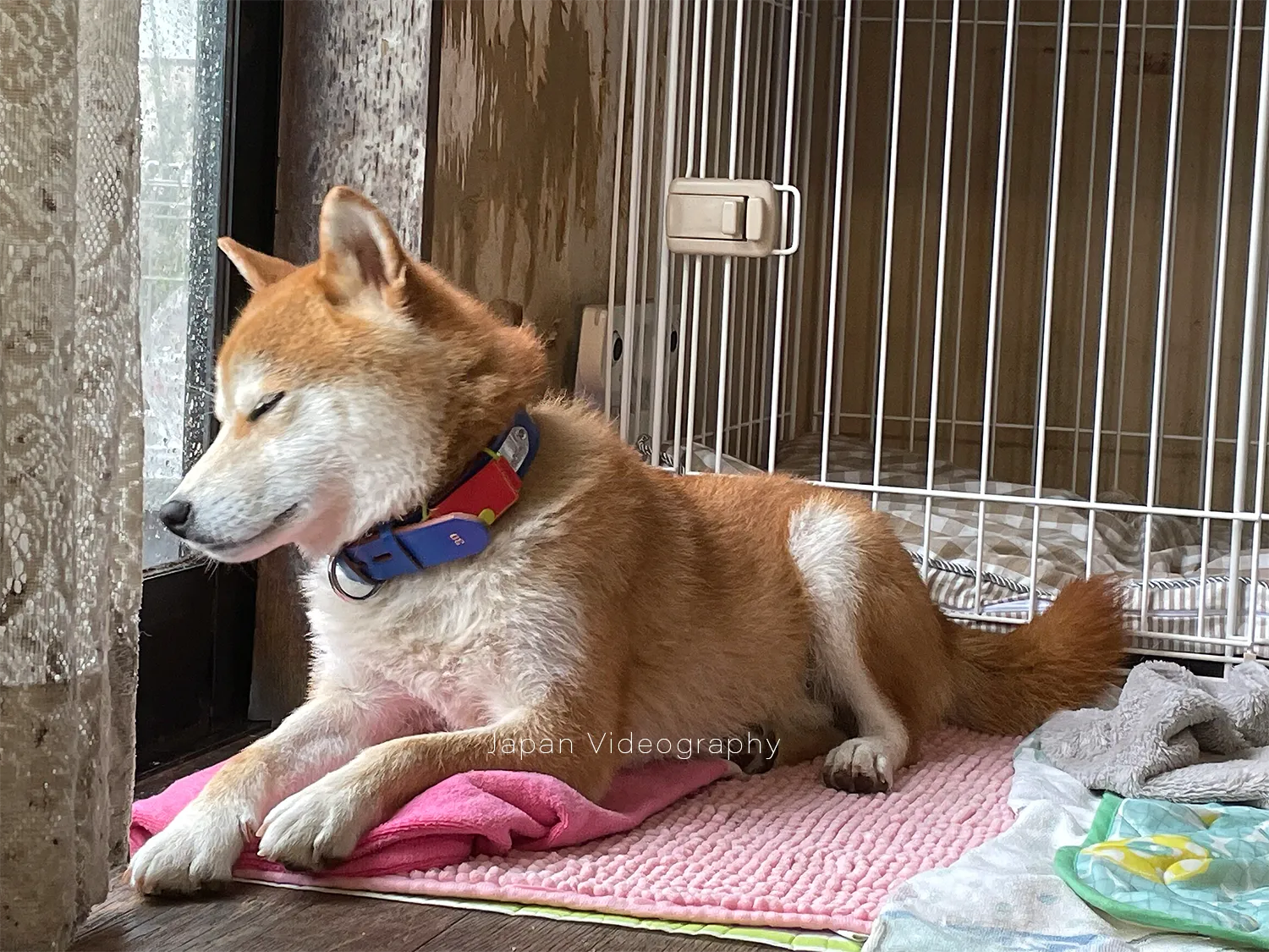 散歩を短めに終わらせてウトウトしている柴犬のリュウノスケ