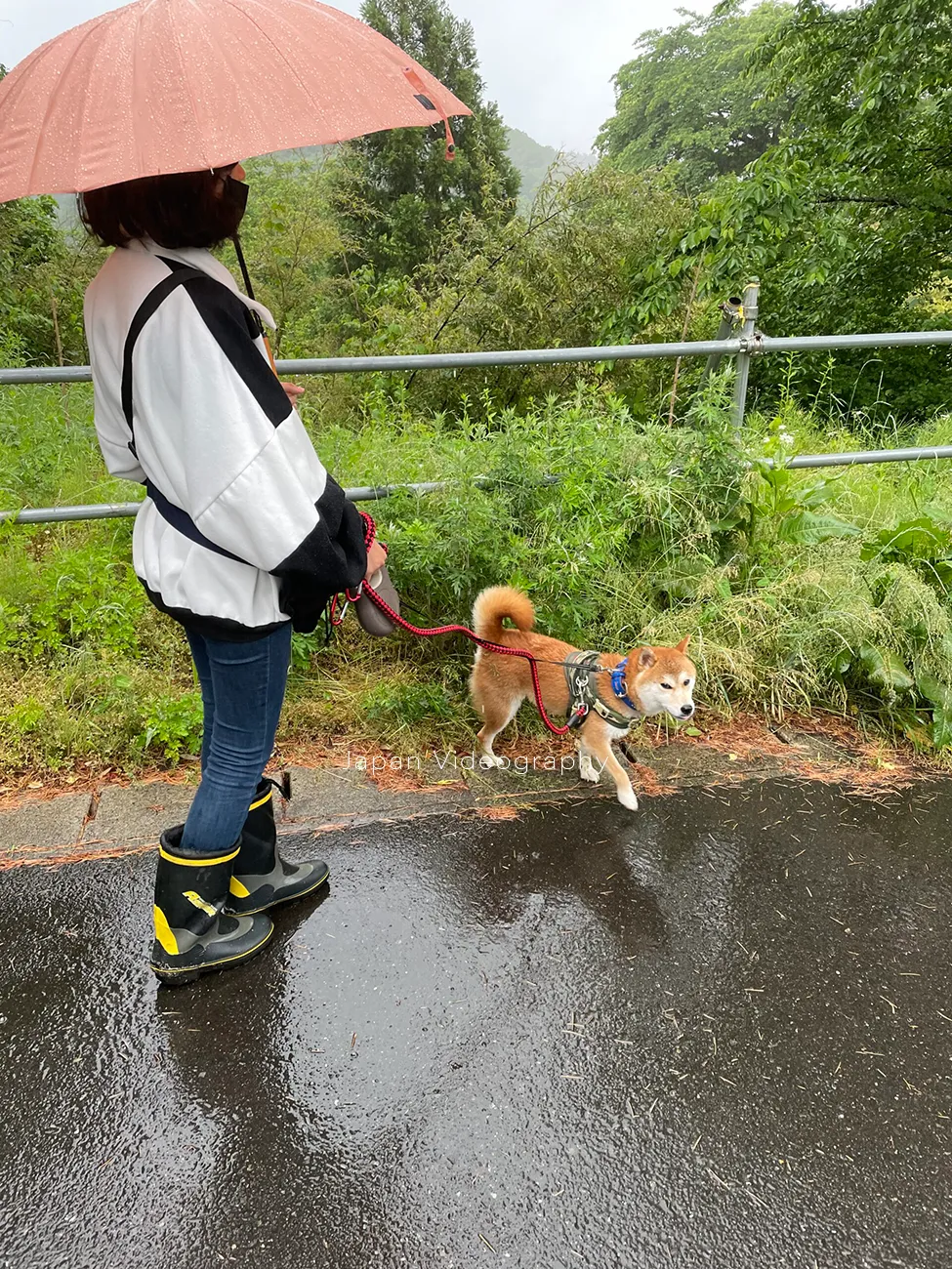 いつもの散歩道を歩くのが大好きな柴犬りゅうのすけ