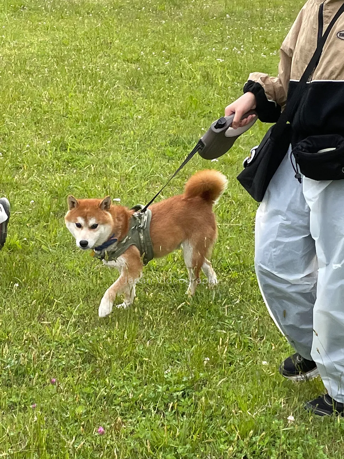 柴犬リュウの散歩姿