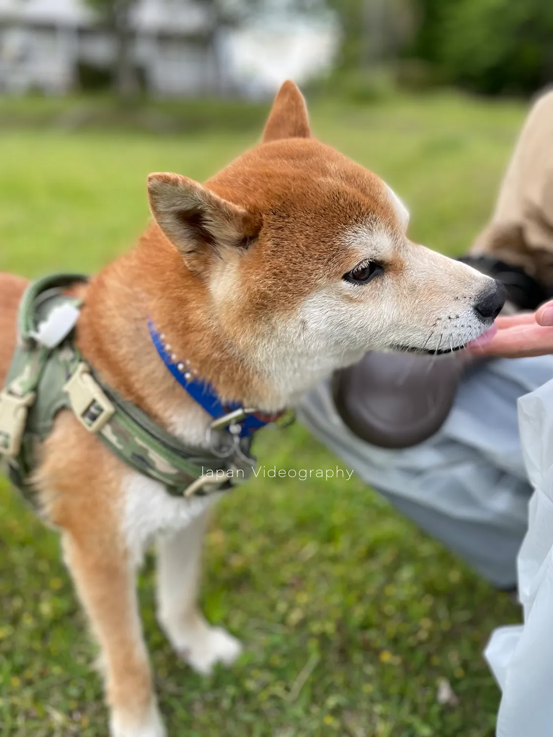 甘える柴犬のりゅうのすけ