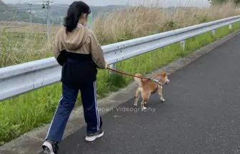 散歩中の柴犬りゅうのすけと娘