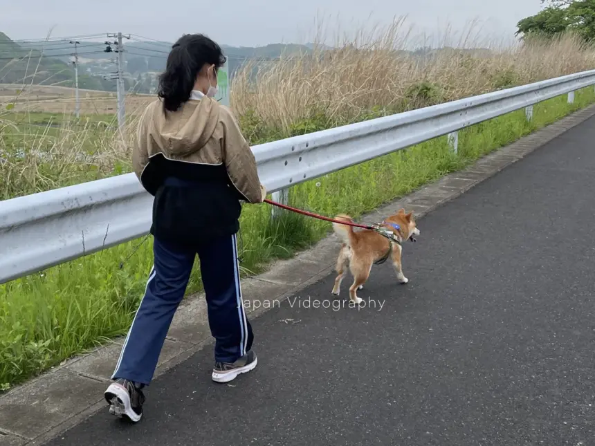 散歩中の柴犬りゅうのすけと娘