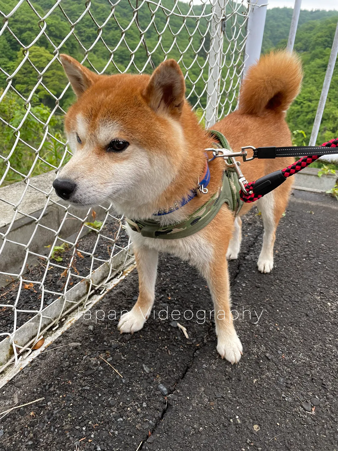 散歩途中で一休みをする柴犬のりゅうのすけ